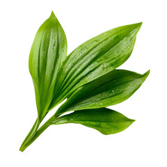 Fototapeta premium fresh green bay leaves isolated on white background for cooking and herbal use