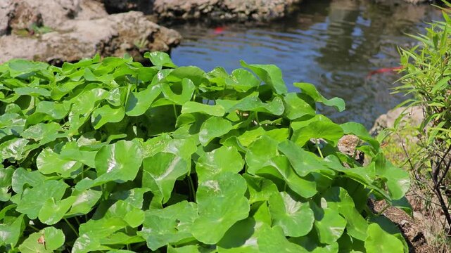 Asiatic pennywort. Centella asiatica plant.