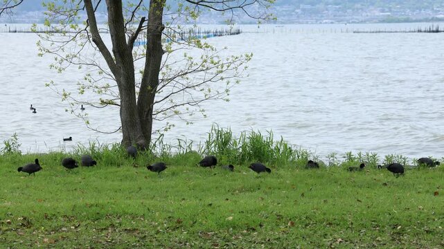 Wild Eurasian coot in natural landscape outdoors
