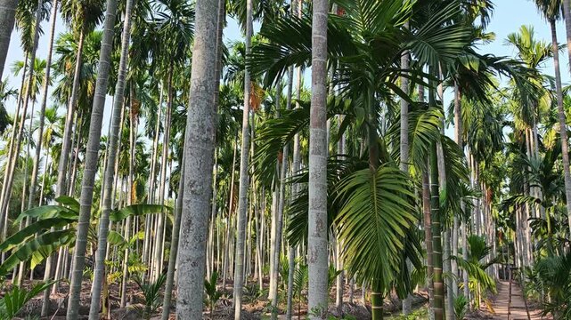 Areca nut plantation. Betel Nut Palm or Areca Palm.