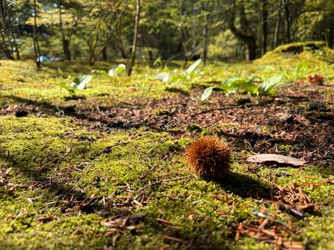 5月の長野、苔の森に落ちている栗のいが