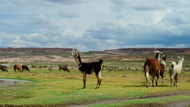 Funny looking wild llamas grazing in Siloli desert after rainfall, Bolivia