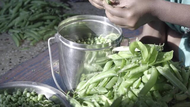 Closeup of hands shelling fresh green peas at an Indian household