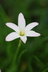 Fototapeta premium White Rain Lily Flower Blooming in Garden