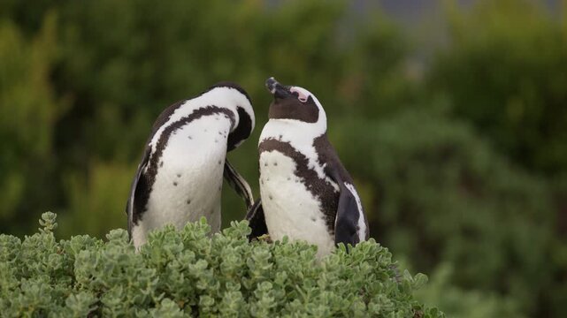 Cape Penguin pair grooming feathers as they sit on green coastal vegetation