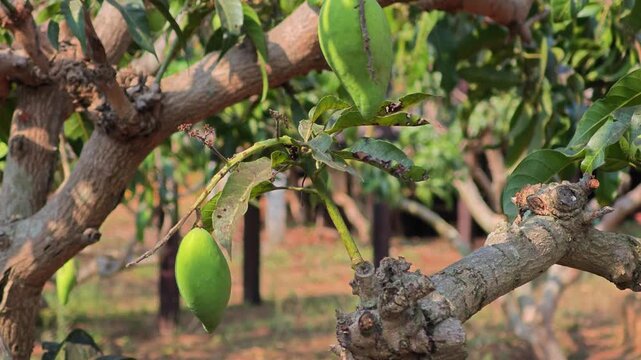 Plantation of mango. Green mango.