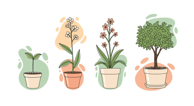 Growth stages of a plant from a small sprout to a flowering stem and finally a small tree in various decorative pots.