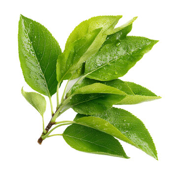 Fresh green privet leaves branch isolated on white background