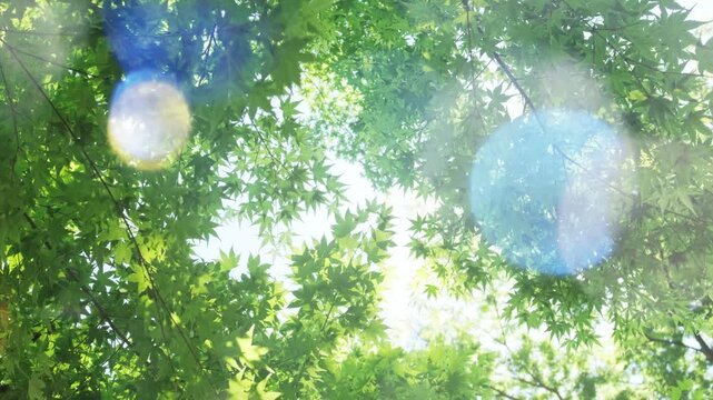 キラキラ輝く春夏の新緑の葉と木漏れ日の輝き　森林の葉のボケの光　輝く太陽の日差しとレンズフレア　眩しい日光とハレーションの強い　自然の風景背景