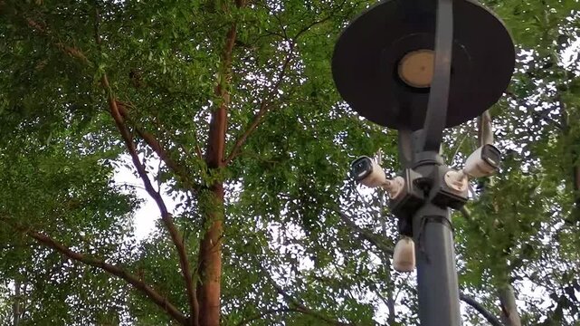 Streetlight pole equipped with multiple surveillance cameras among green foliage