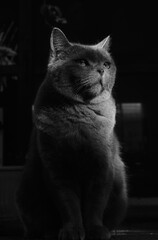 black and white cat © FEITONG