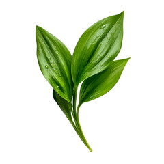 Fototapeta premium Fresh green basil leaves isolated on white background for cooking and herbal use