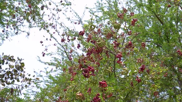 Low angle shot of tamarind tree with hanging fruits in natural sunlight. Upward view of tamarind tree branches filled with ripe tamarind pods.