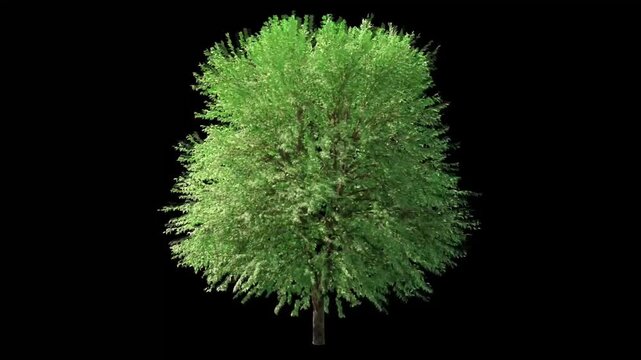 Tree In Strong Winds Isolated on black background