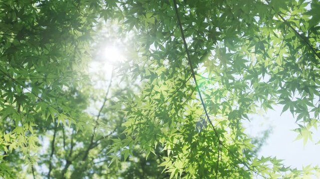 夏の太陽の暑く強い日差し　木々の葉から差し込むさわやかな木漏れ日の光とキラキラの輝く明るい丸ボケと光芒　アウトドア・夏休み・日焼け・バカンス・旅行・洗濯のイメージ背景　