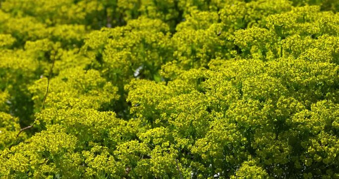 Yellow green flowering euphorbia cyparissias plants