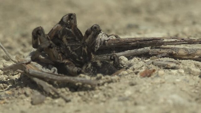 Lycosa wolf spider poised at its burrow entrance in dry sandy soil, front legs raised in ambush position. Chelicerae and forward eyes visible. Arid steppe habitat, harsh summer daylight