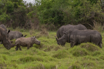 Obraz premium White rhinoceros (Ceratotherium simum) with calf in natural habitat, South Africa