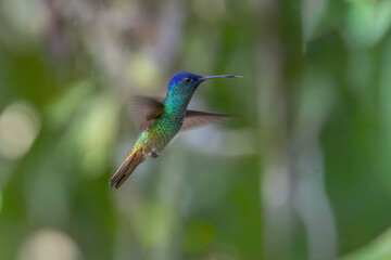Obraz premium The picture shows an emerald hummingbird (Amazilia luciae), also known as a Honduran emerald.