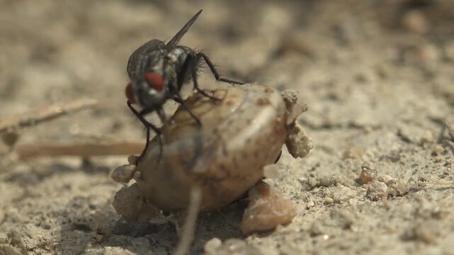 Macro footage of a housefly feeding on a snail shell on dry sandy ground with shallow depth of field and natural sunlight