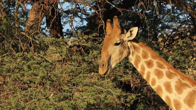 Close-up of a giraffe (Giraffa camelopardalis) feeding on a thorn tree, Kalahari desert, South Africa