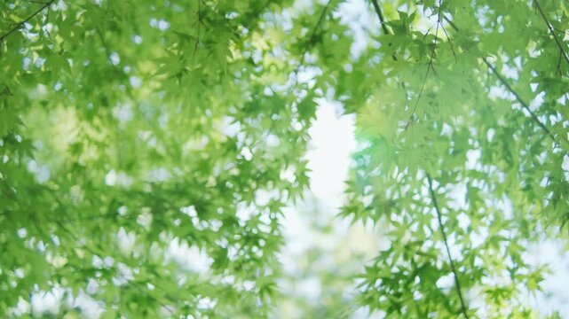 キラキラ輝く春夏の新緑の葉と木漏れ日の輝き　森林の葉のボケの光　輝く太陽の日差しとレンズフレア　眩しい日光とハレーションの強い　自然の風景背景