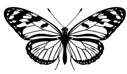 Eueides isabella butterfly vector illustration with wings spread isolated on white background © Md