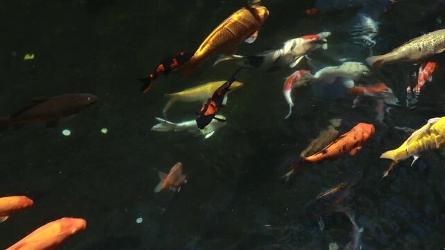 Colorful decorative koi fish swimming gracefully in a serene pond