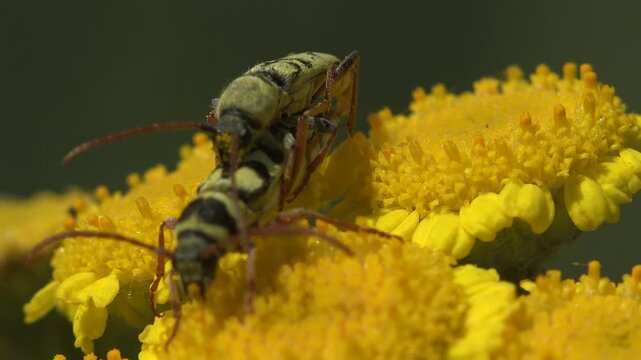 Vibrant macro of two longhorn beetles Chlorophorus mating on yellow tansy flower with pollen on legs. Bold summer color and pollinator behavior