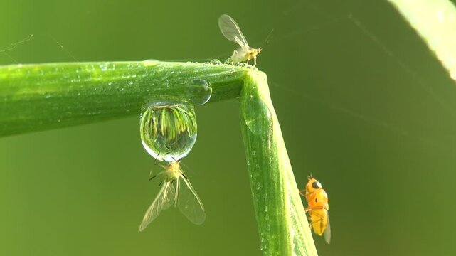Macro of a tiny midge trapped inside a transparent dew droplet on a bent grass stem with another insect above and a yellow fly nearby