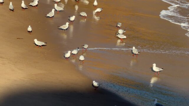 Flock of seagulls pecking at the sand as waves roll in at sunset in Australia 4k video footage