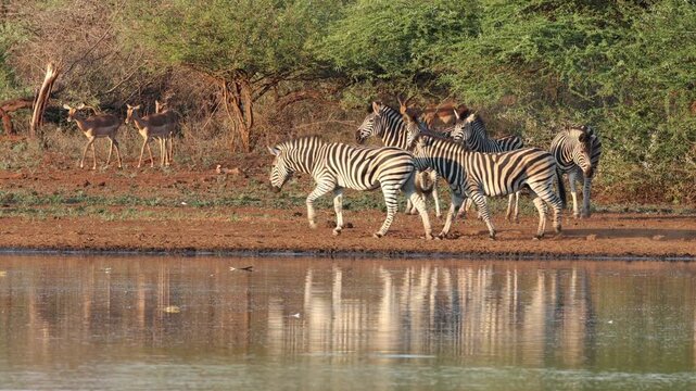 Plains zebras and impala antelopes at a waterhole, Kruger National Park, South Africa