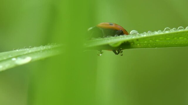 Dynamic macro of a bright seven-spot ladybug Coccinella scurrying across dewy grass blades, camera tracking the active beetle from below to top of the leaf