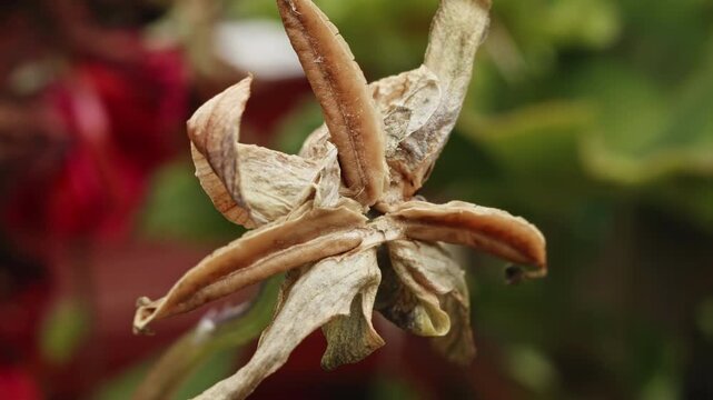 Dead flower head extreme macro close up stock footage