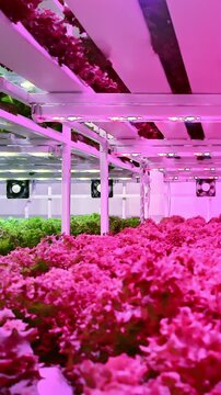 Vertical indoor farm with pink LED grow lights illuminating rows of lettuce on stacked racks in a controlled environment.