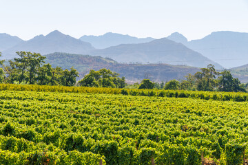 Naklejka premium Sunlit vineyard rows with mountain backdrop