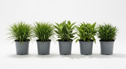 Fototapeta premium Five distinct green plants sit in grey plastic pots against a white background.