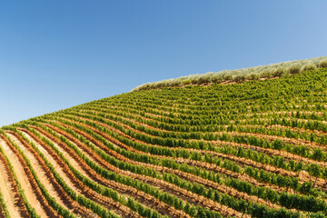 Naklejka premium Sunlit vineyard rows in South Africa