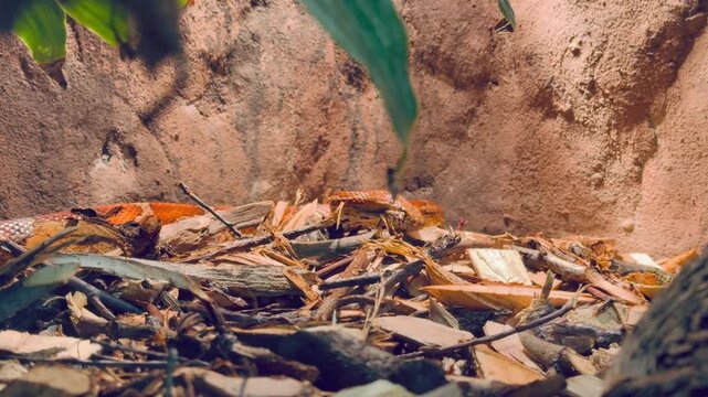 An orange corn snake moves across a sandy and rocky surface in a naturalistic habitat with shadows and green leaves.