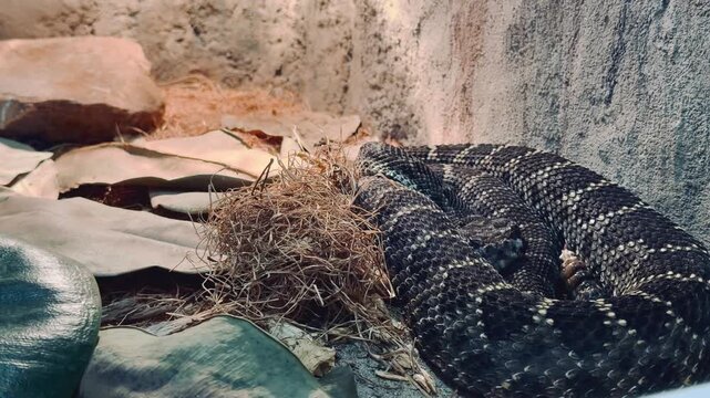 A venomous rattlesnake rests in a coiled position on a sandy surface surrounded by dry foliage inside a controlled enclosure.