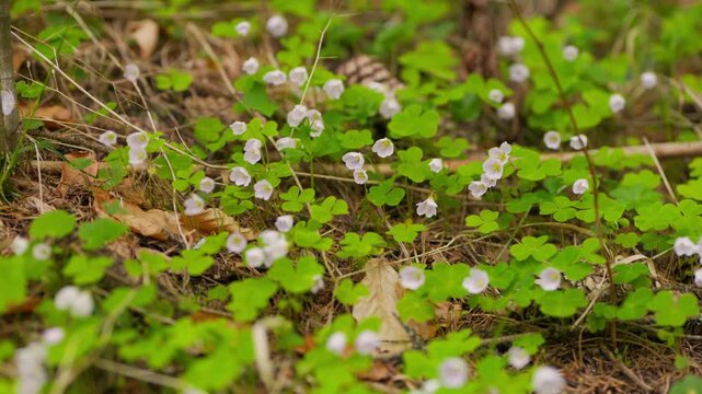 Small white flowers of Wood Sorrel Oxalis acetosella blooming on a forest floor in the Heart of Europe