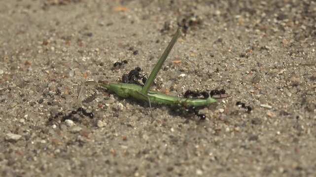 Macro of black ants Messor cooperatively dismembering a dead green grasshopper Acrida on sand. Summer scavenging and colony foraging behavior