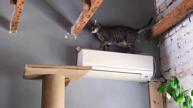 Cute european tabby cat exploring planks under the ceiling of the repairing house, slow motion