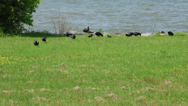 Wild Eurasian coot in natural landscape outdoors
