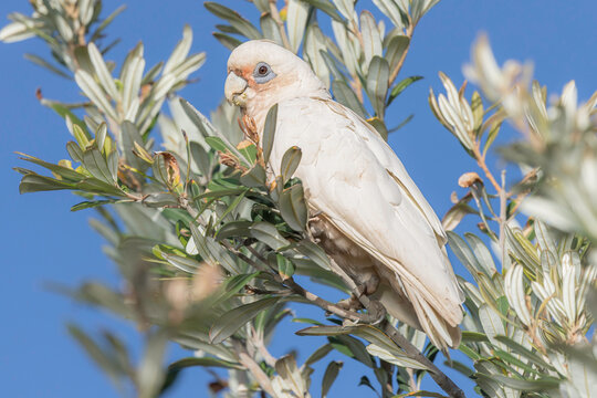 Little Corella (Cacatua sanguinea), Narooma, NSW, November 2025