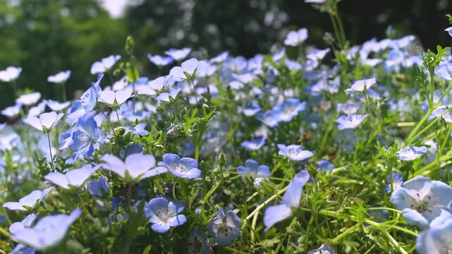 Slow-Motion Handheld Tracking Shot Moving Left Across a Nemophila (Baby Blue Eyes) Flower Field in Japan