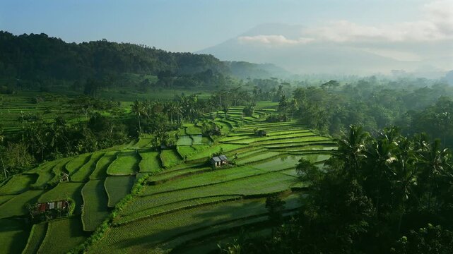 The green natural pattern of lush rice paddy fields in Bali. Sustainable agriculture in Balinese countryside