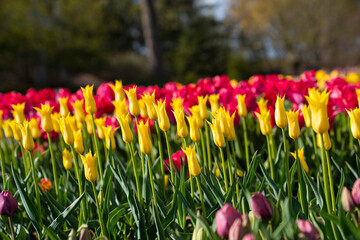 Obraz premium Spring bloom of many colorful flower in a garden field