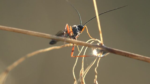 Backlit macro of parasitic ichneumon wasp Ichneumonidae on dry grass stem with dew drop lens flare at golden hour. Summer beneficial insect