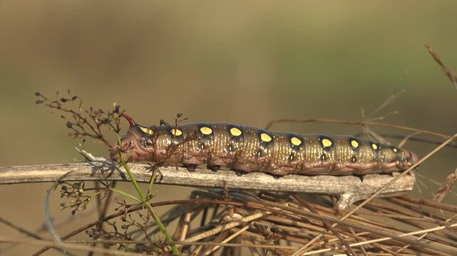 Golden hour macro of vivid yellow spotted bedstraw hawkmoth caterpillar Hyles gallii on dry stalk. Bold summer nature color and joyful realism